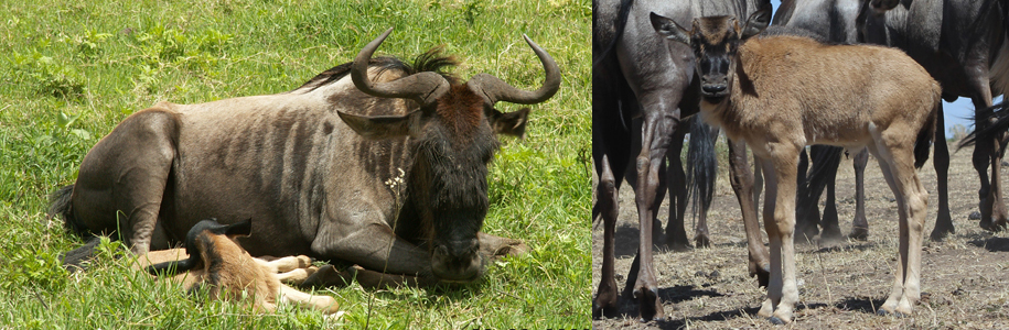 Wildebeest Mama and Baby Wildebeest. Tano Safaris.