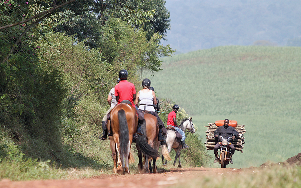 activities NHS horses