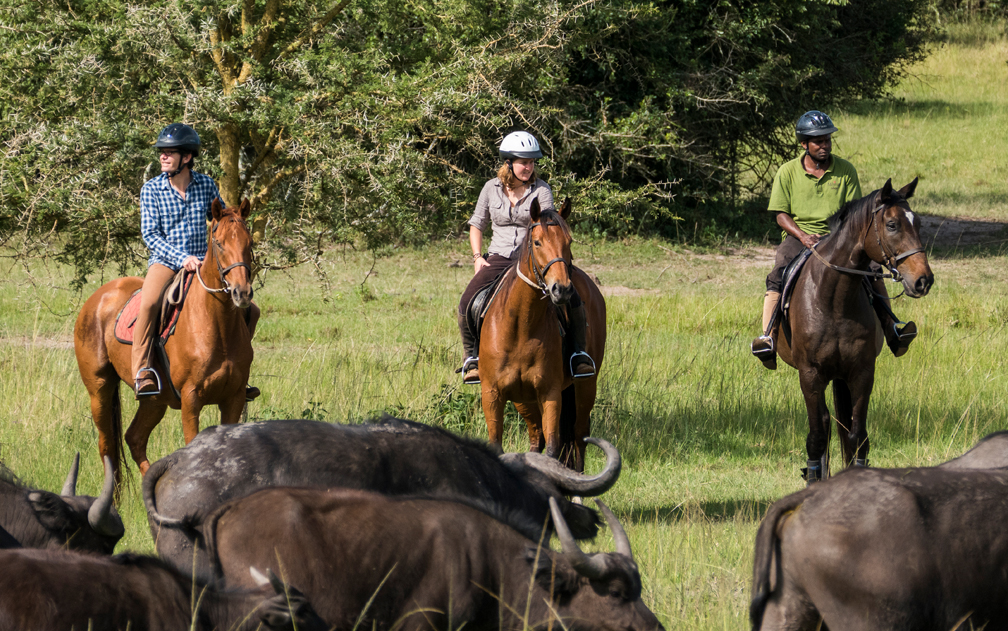 activities mihingo horses